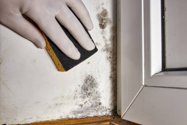 Best Mold Documentation for Insurance Claims  in Ozark, AL